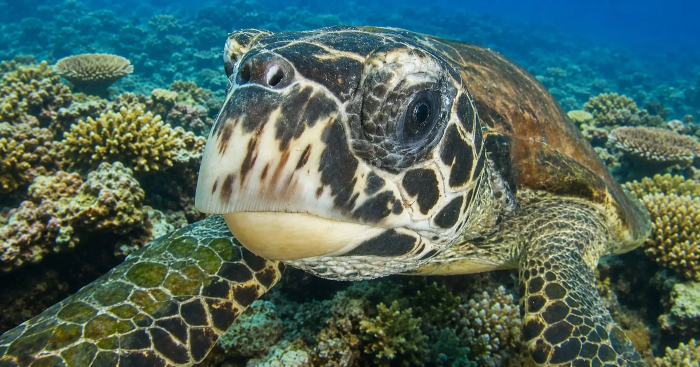 Green sea turtle swimming over coral at Moso Reef, Vanuatu