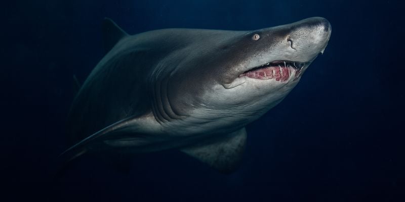 Mobile shark diving hero