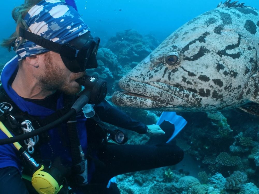 Ribbon Reefs – Cod Hole potato cod