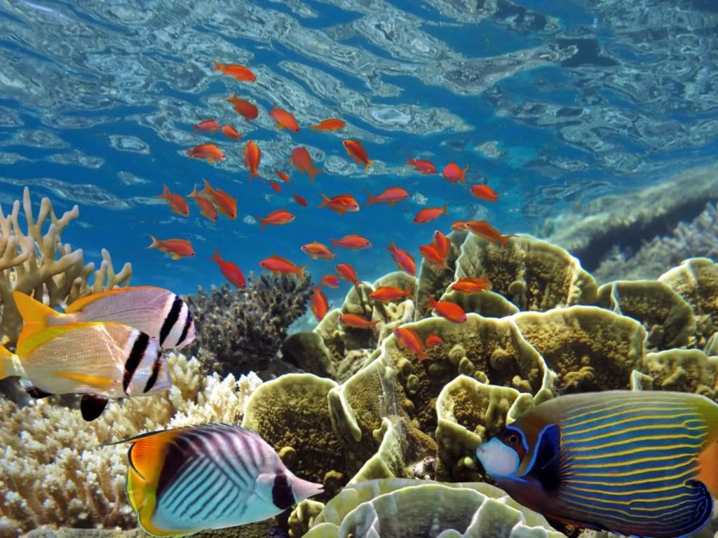 Egyptian Red Sea liveaboard reef and wreck diving