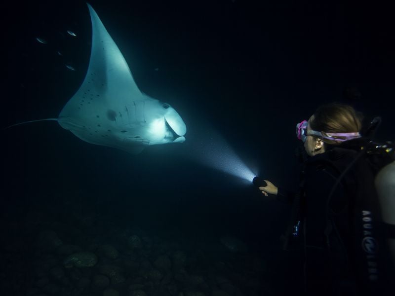 Night dive with manta ray gliding in torchlight