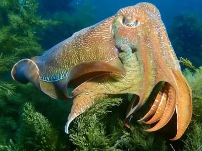 Giant cuttlefish hovering over reef, showing colour patterns