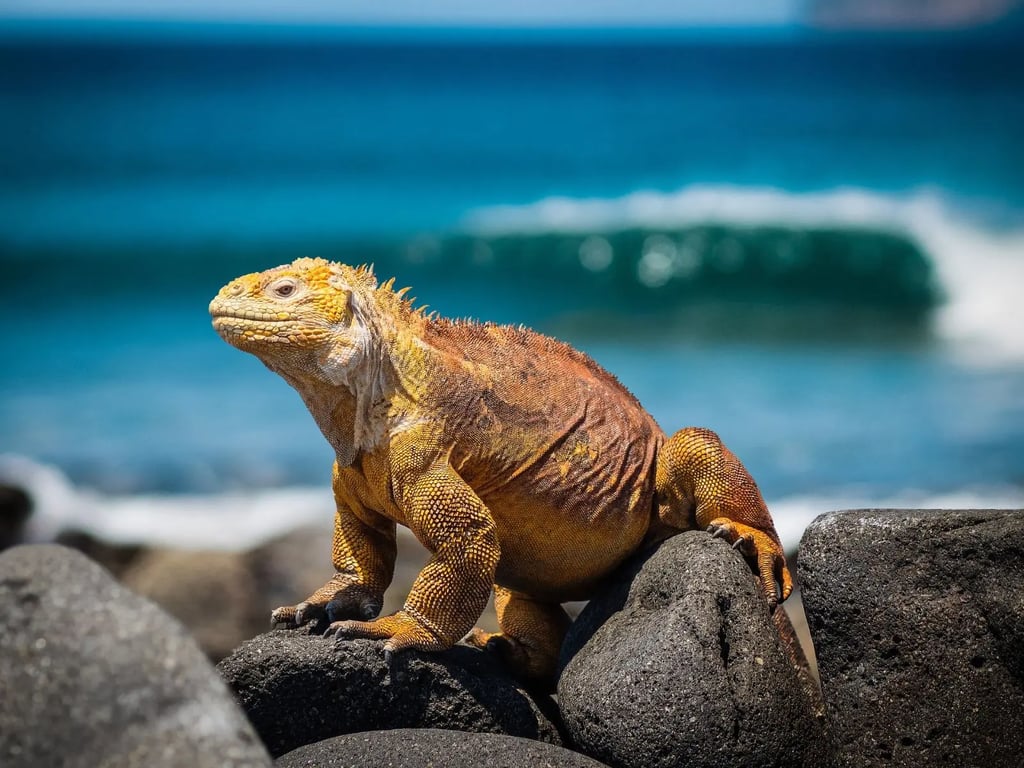 Galapagos liveaboard diving with hammerheads and pelagic marine life