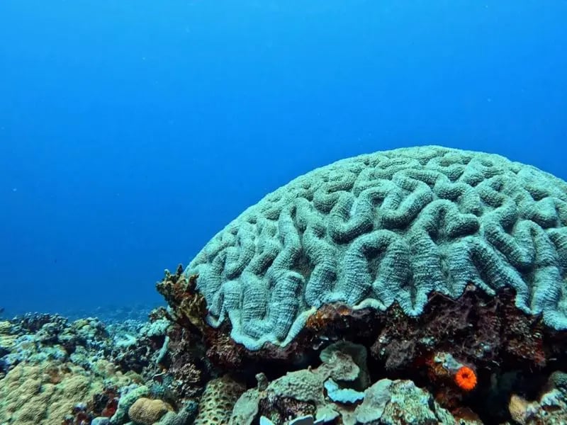 Large brain coral on a clear Vanuatu reef