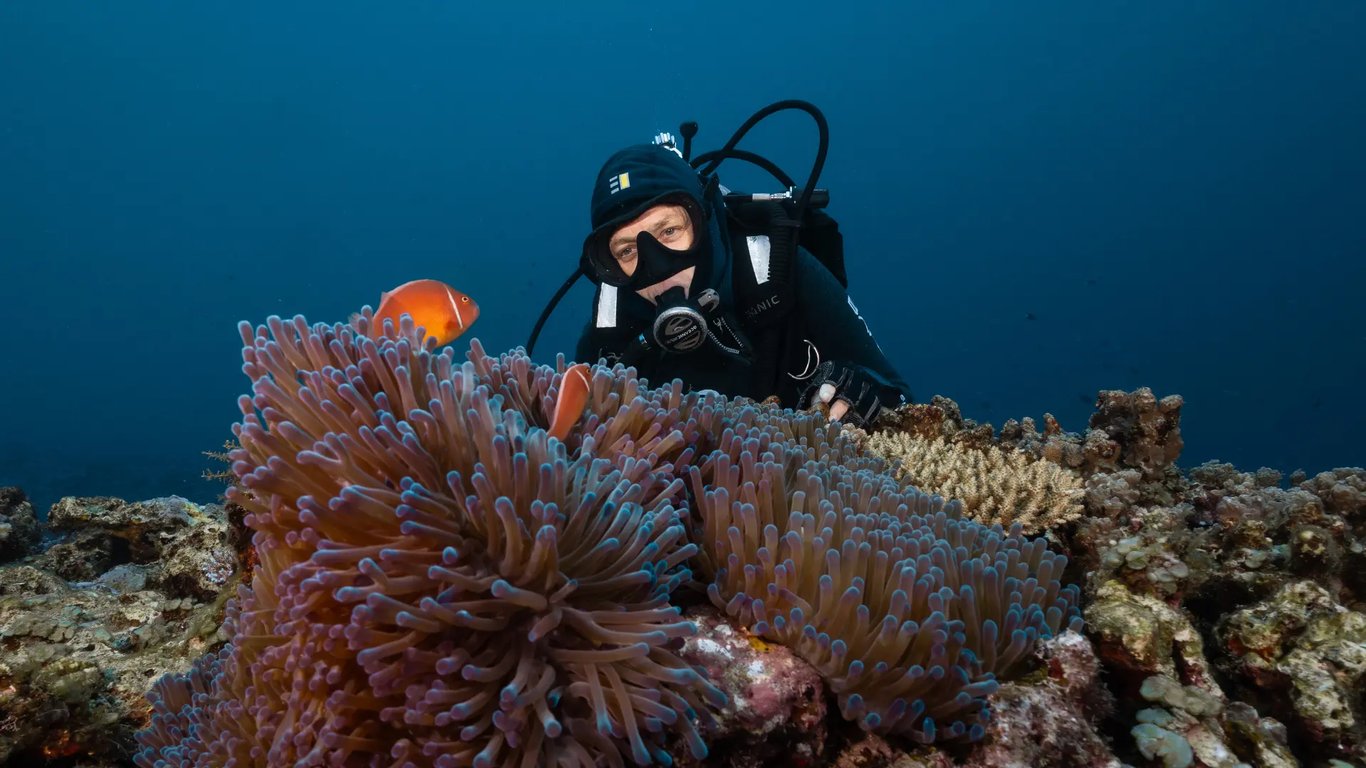 Clownfish in a sea anemone with a scuba diver behind at Moso Island, Vanuatu