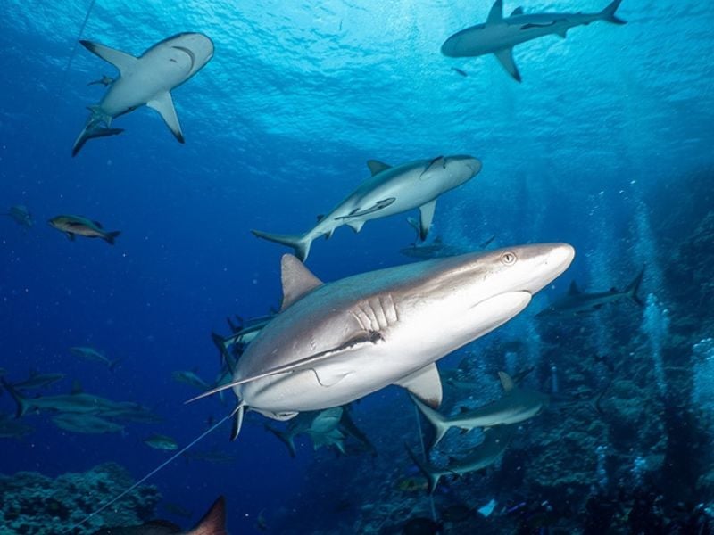 Sharks at North Horn, Osprey Reef – a liveaboard exclusive