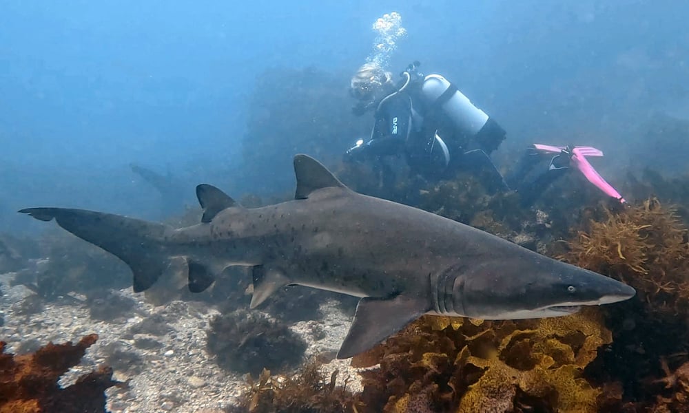 Diver practicing safe movements underwater to avoid shark encounters.