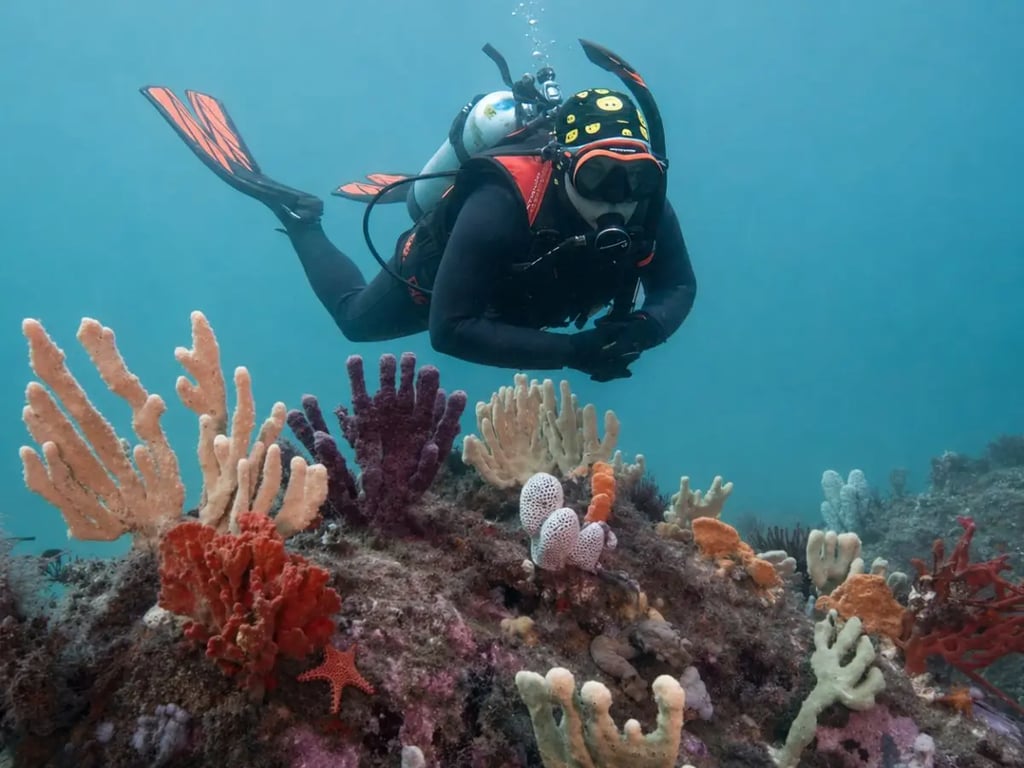 A diver in good trim above a colourful Sydney reef