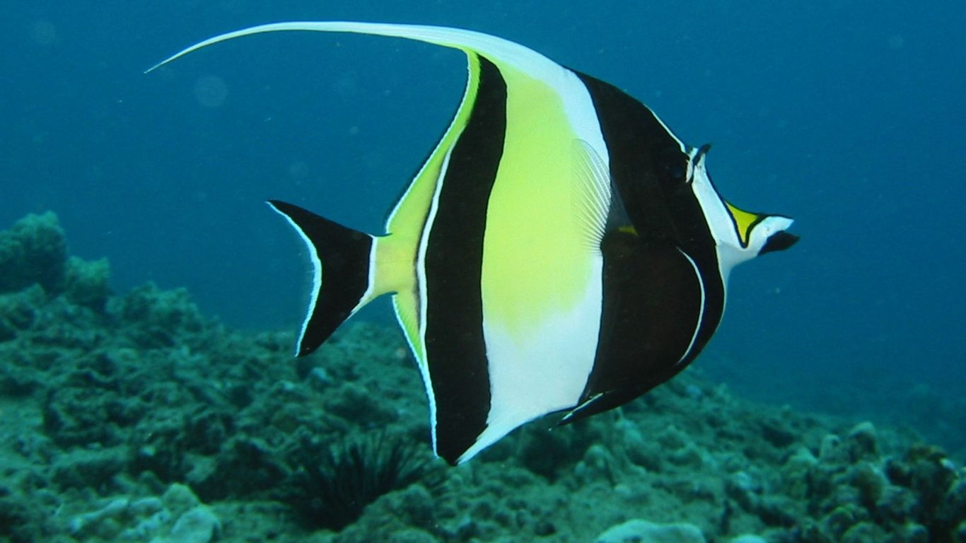 Tropical Fish come south on the GSC to Oak Park