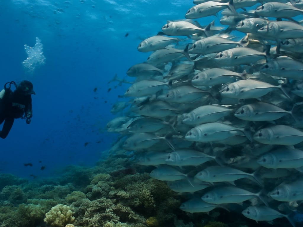 Balanced reef scene with schools of tropical fish in the Coral Sea.