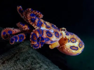 Blue-ringed octopus with vivid blue rings