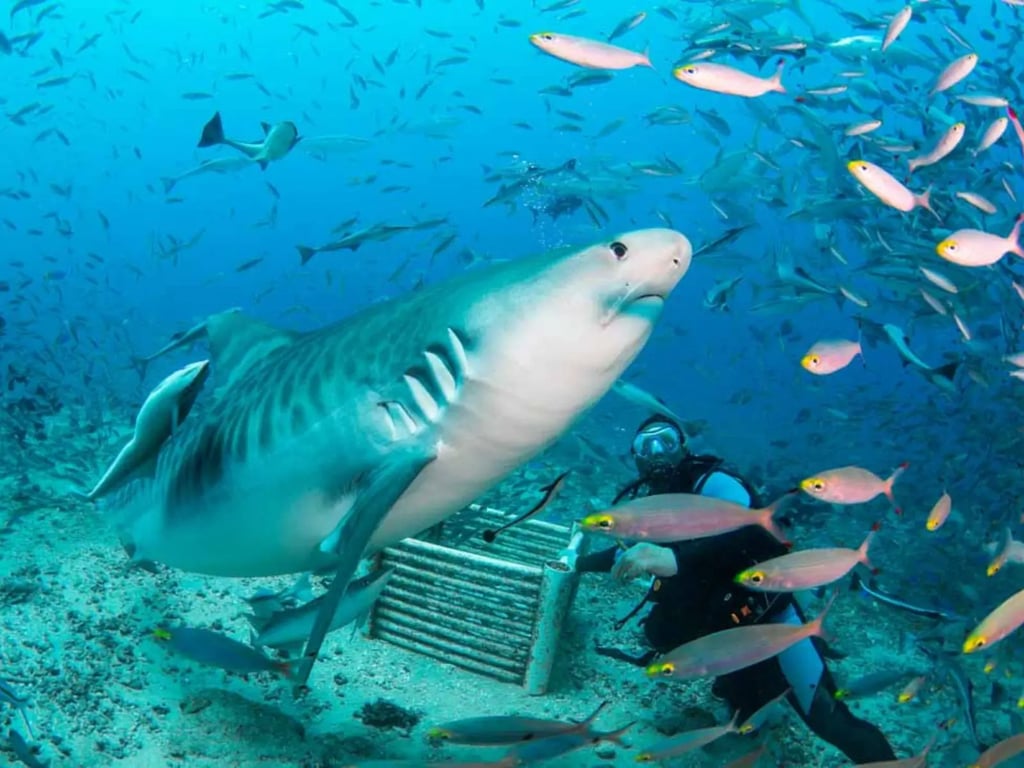 Fiji soft coral and shark diving