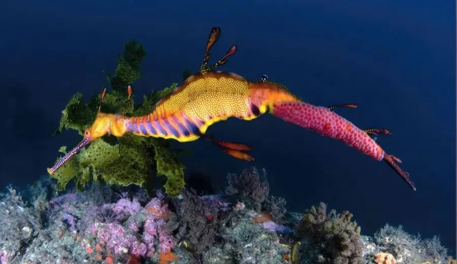 Weedy seadragon