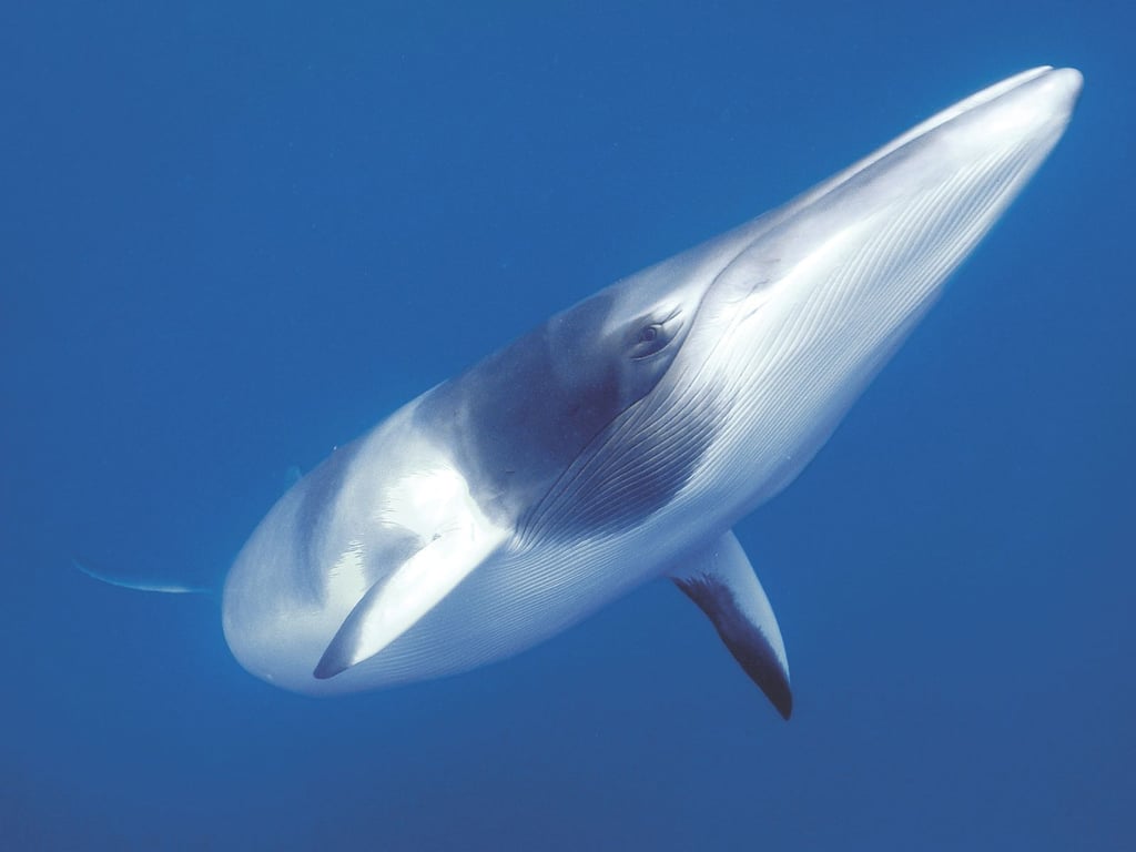Side profile of a dwarf minke whale in the Coral Sea.