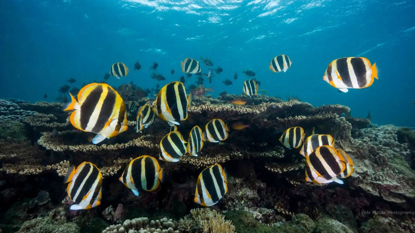School of tropical reef fish above coral in clear Vanuatu water