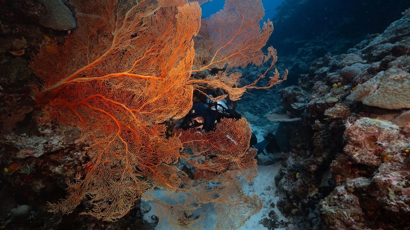 Diver beside a large orange gorgonian sea fan in a coral gully at Paul's Rock, Vanuatu