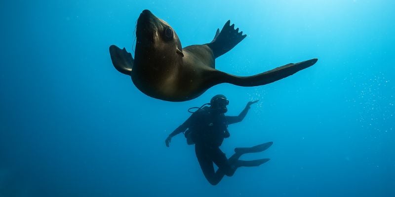 Learn to Dive with Bonus Seal Dive – Ends Soon