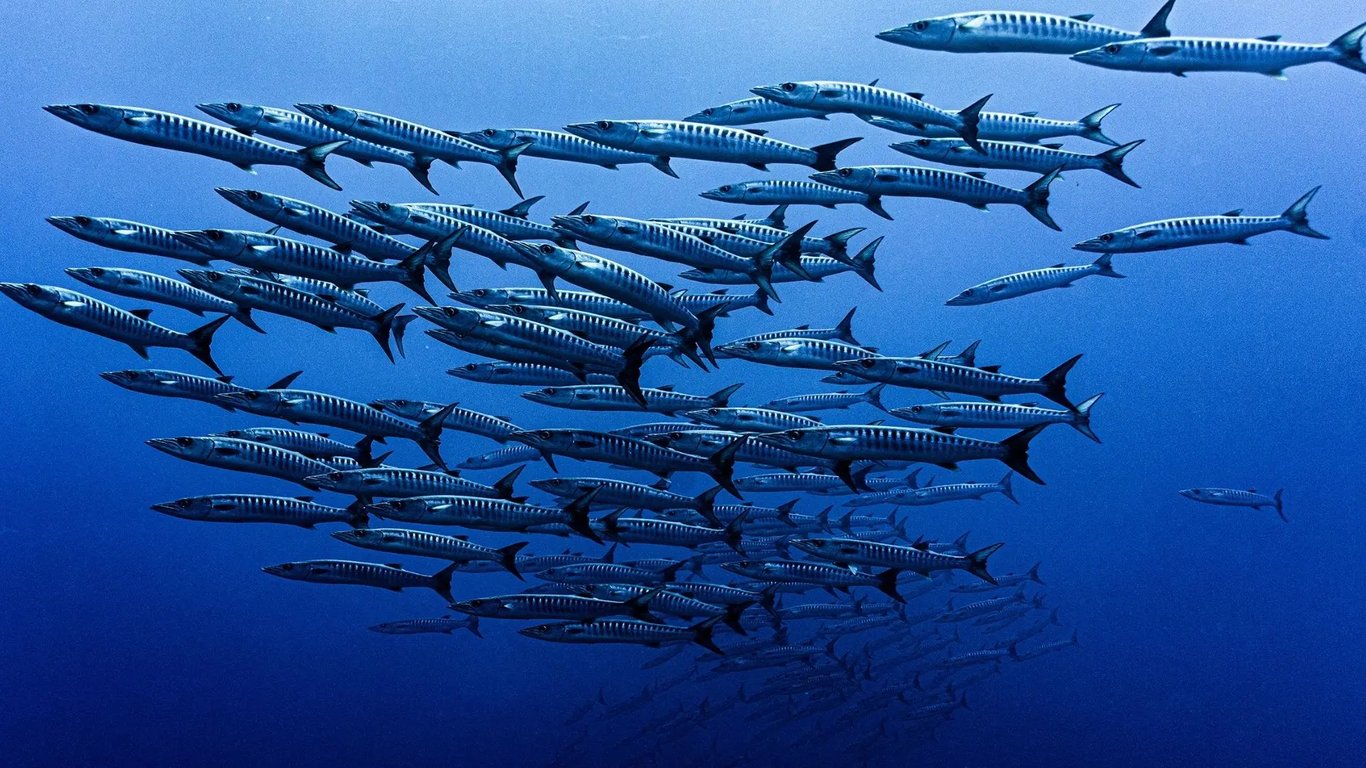 Large school of barracuda swimming in open blue water at Paul's Rock, Vanuatu