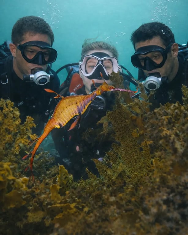 Diver exploring Sydney’s underwater world