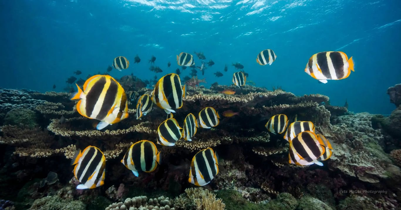 Lord Howe Island reef fish representing the November to May island travel window