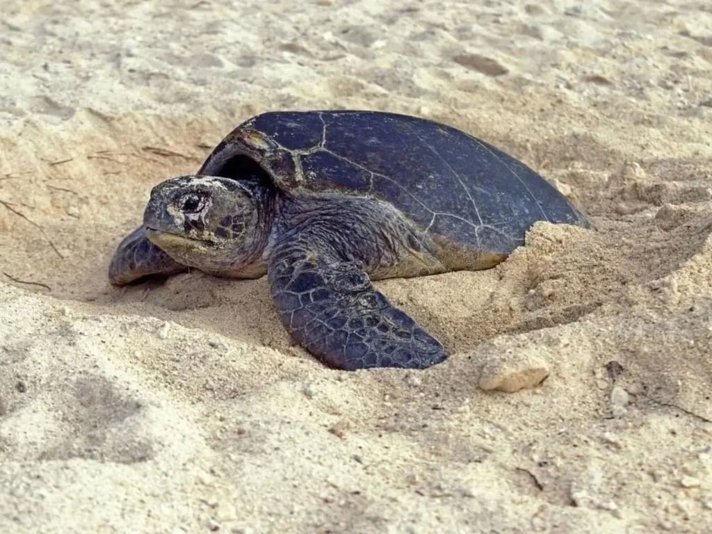 A green sea turtle resting on a sandy beach