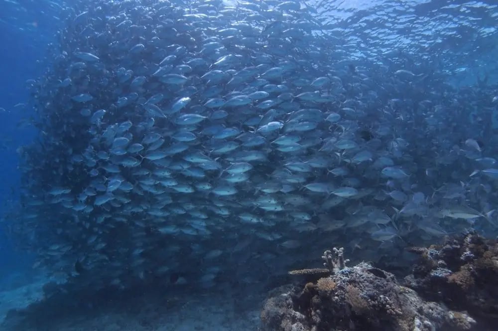 Underwater reef at Xanadu boat dive site in Sydney