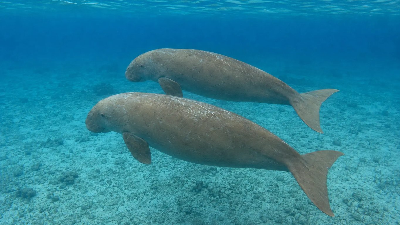 Illustrative image of two dugongs swimming together in clear tropical water