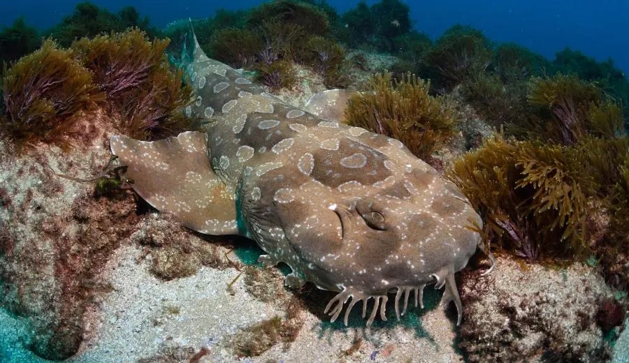 Wobbegong