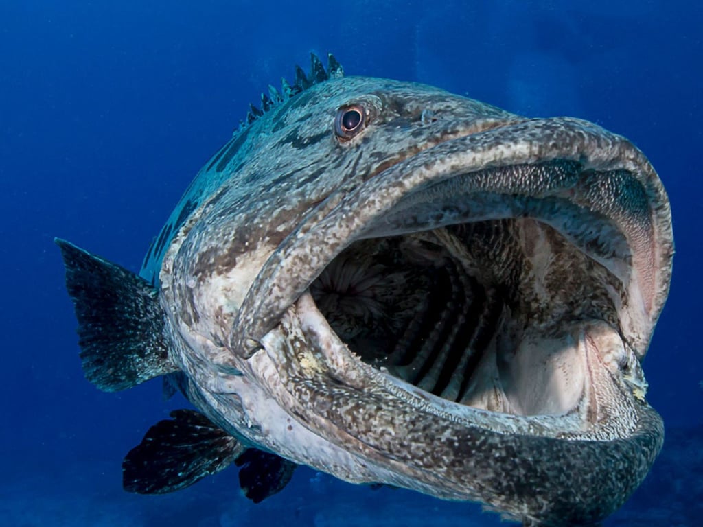 Close-up of a potato cod on the Ribbon Reefs.