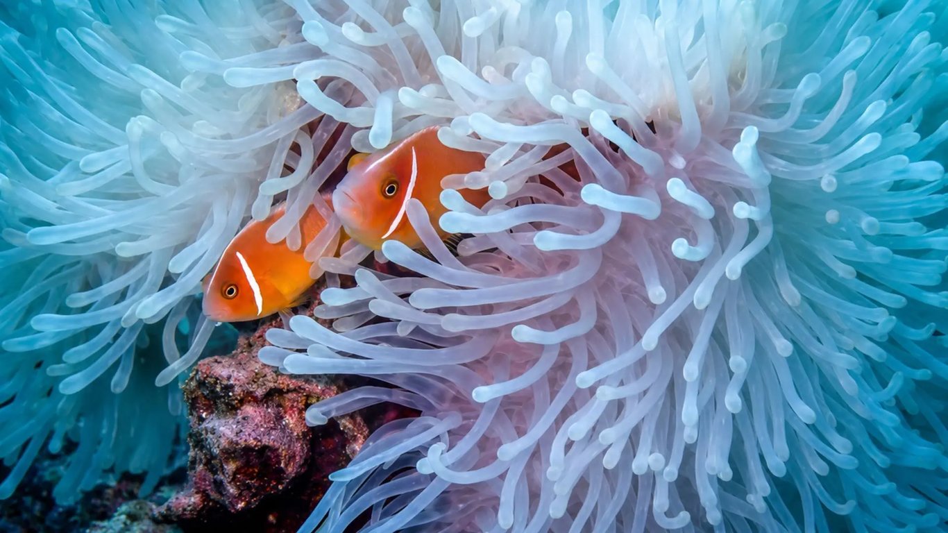 Two clownfish sheltering in a pale anemone