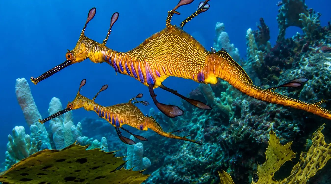 A weedy sea dragon gracefully drifts through a vibrant kelp forest in the clear waters of Sydney, showcasing the diverse marine life found at top dive sites like Shelly Beach and North Harbour Aquatic Reserve. This stunning underwater scene highlights the unique beauty of scuba diving in Sydney, where experienced divers can encounter various aquatic species in their natural habitat.