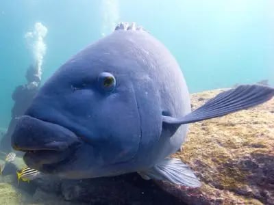 Eastern blue groper on a Sydney reef