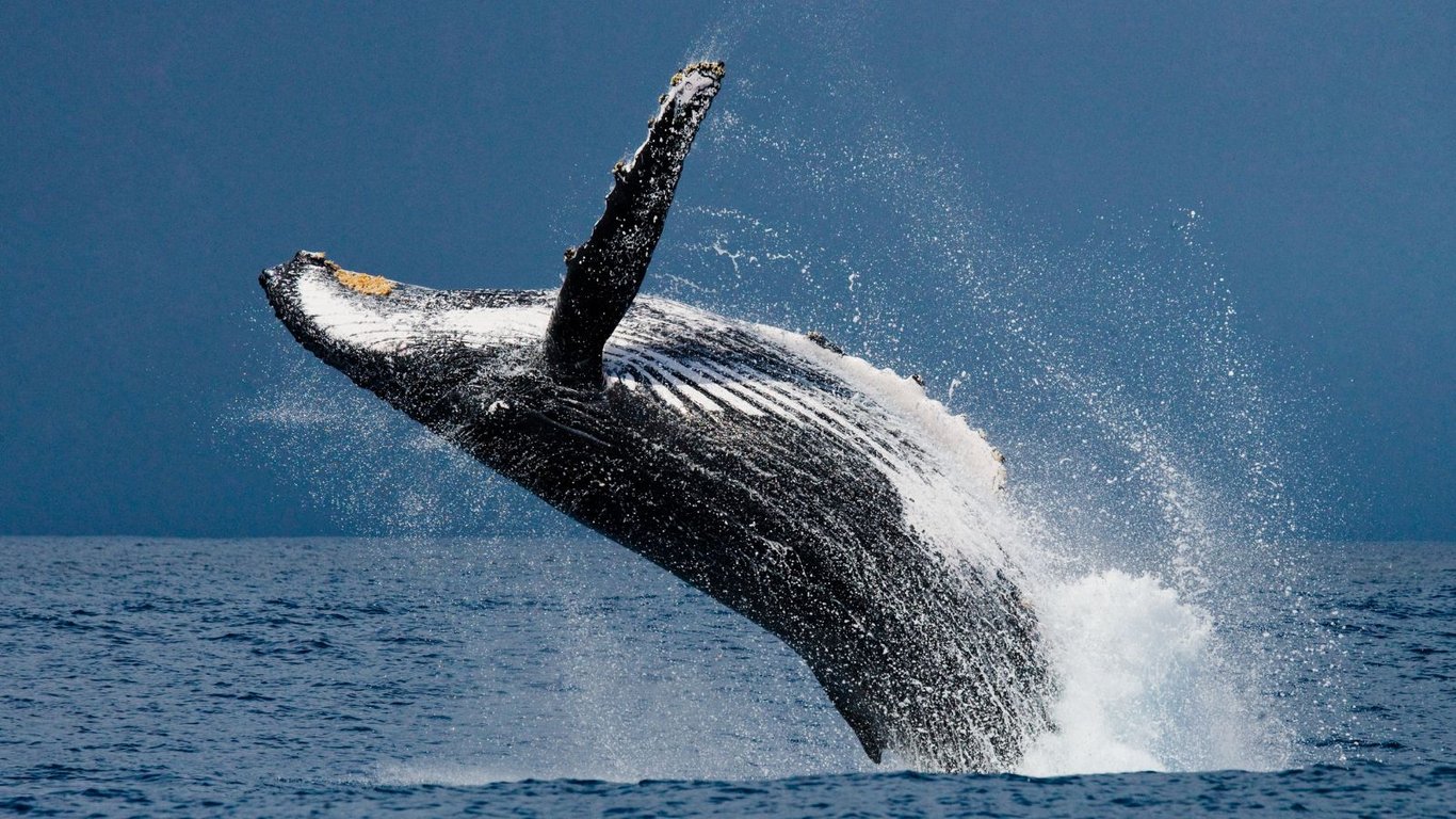 Humpback whale breaching