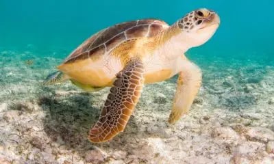 Green turtle swimming over reef on a Sydney shore dive