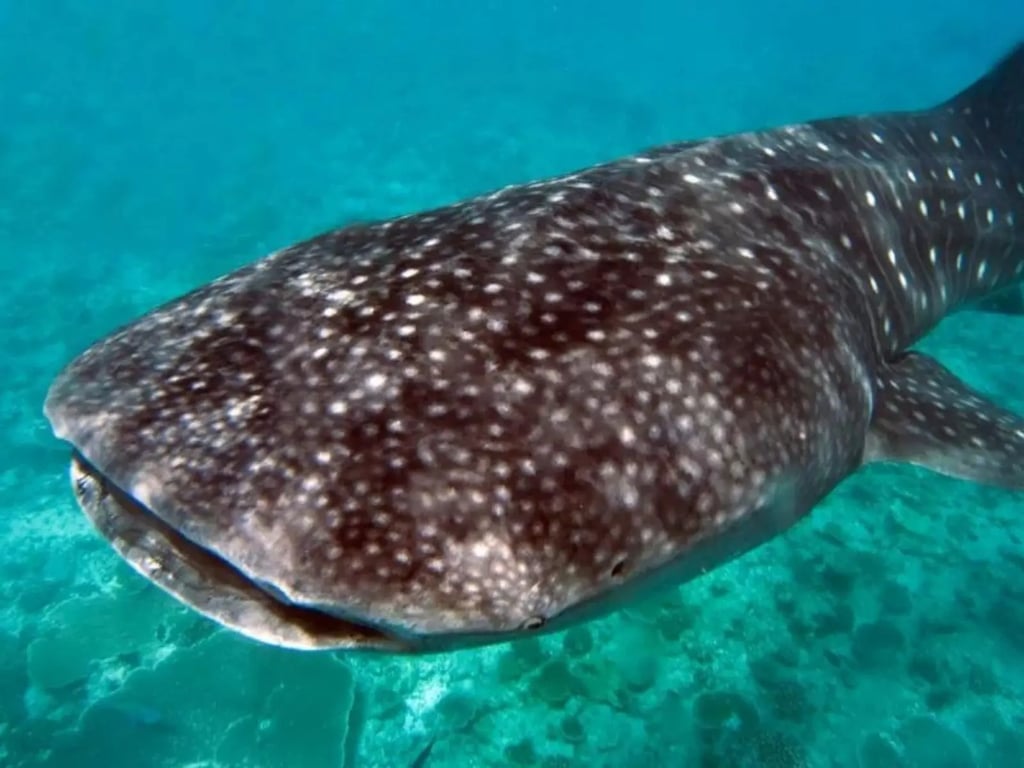 Maldives blue-water shark and reef diving