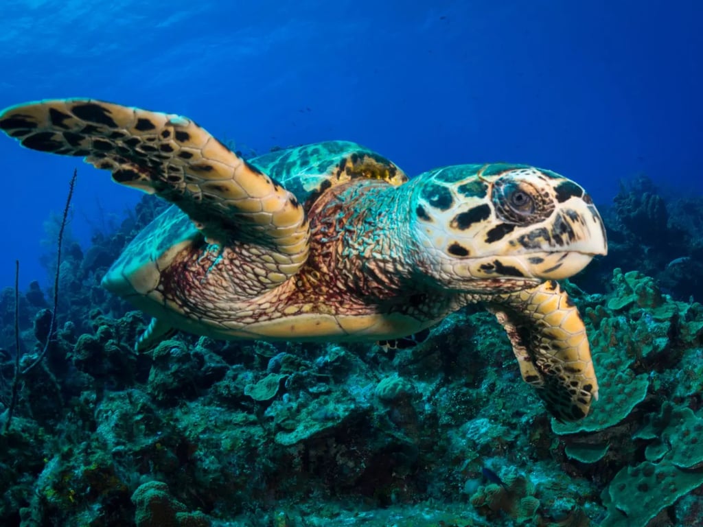 Hawksbill turtle swimming above a coral reef