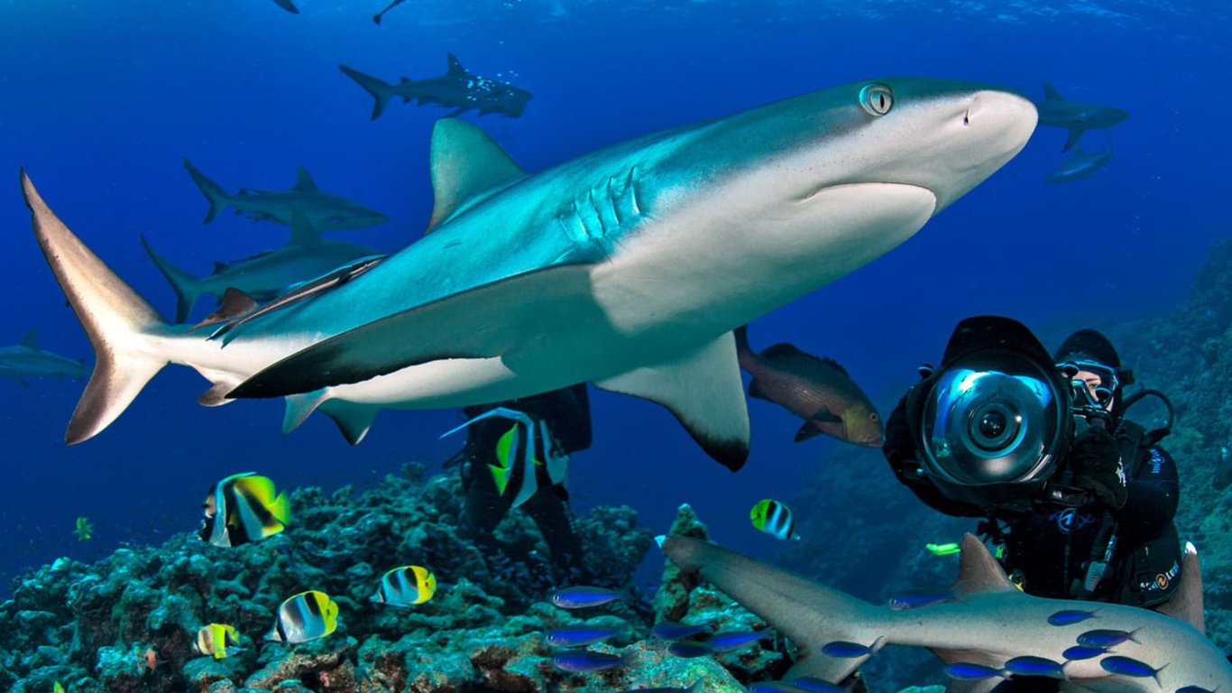 Grey reef sharks patrolling Osprey Reef wall in the Coral Sea.
