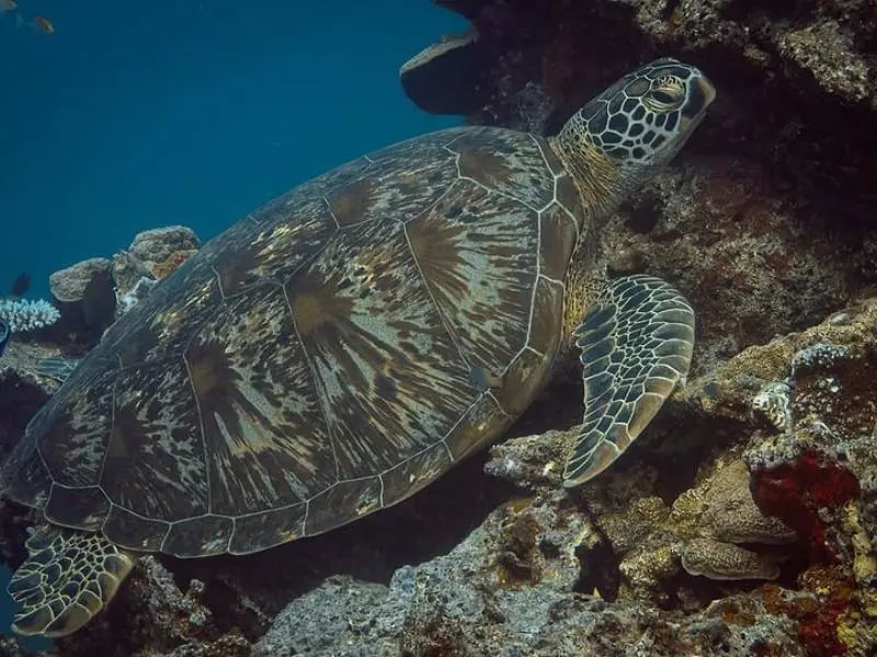 Sea turtle resting on a Vanuatu reef