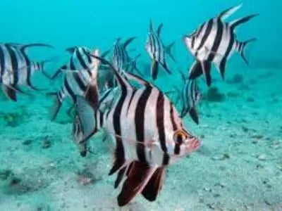 Old Wife fish (Enoplosus armatus) with silvery body and dark vertical stripes