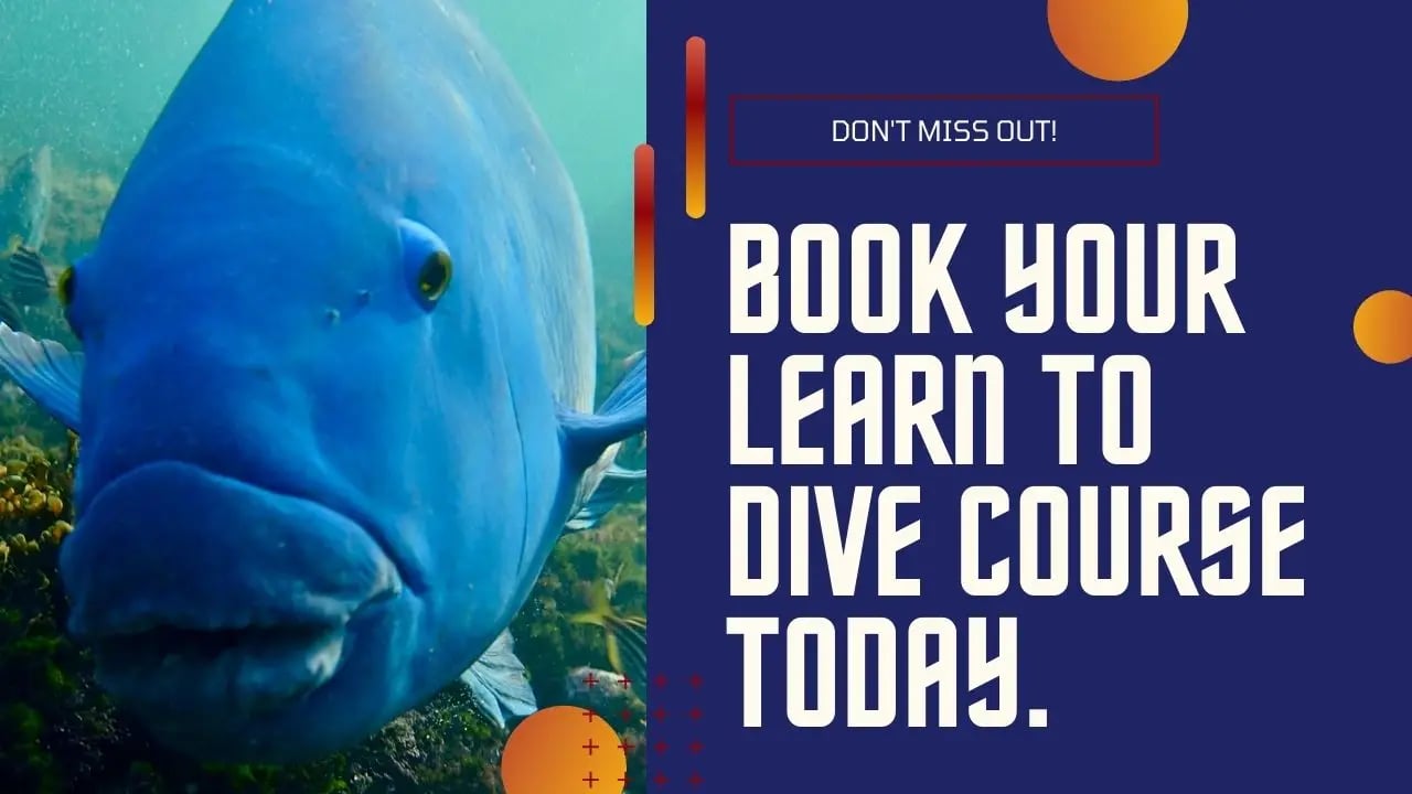 Book Your PADI Course Today