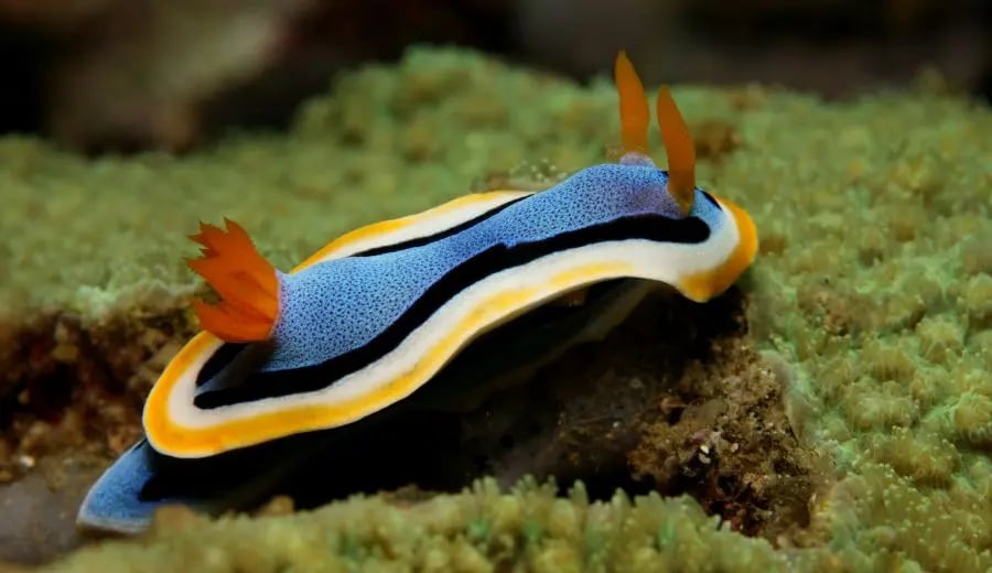 Nudibranch