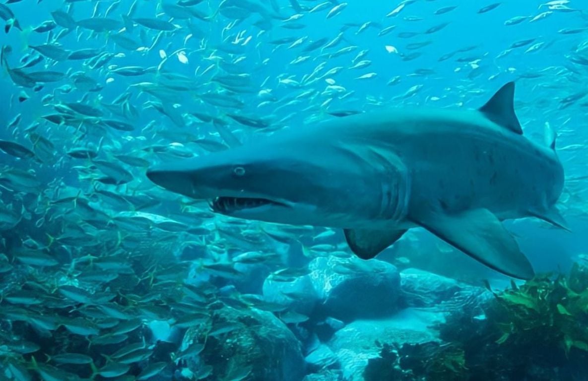 The shark dive at Magic Point