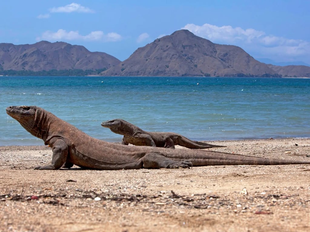 Komodo National Park current-swept reef and manta diving
