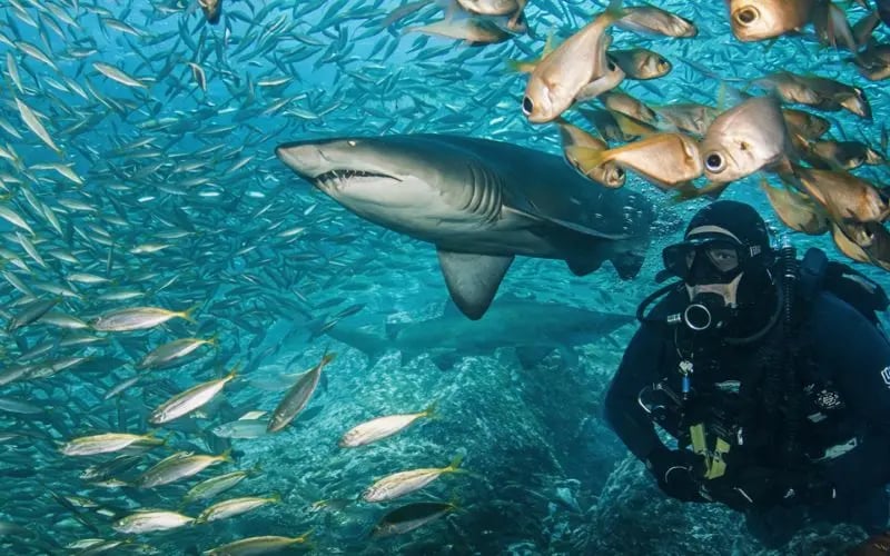 Sydney divers on a weekend dive trip adventure