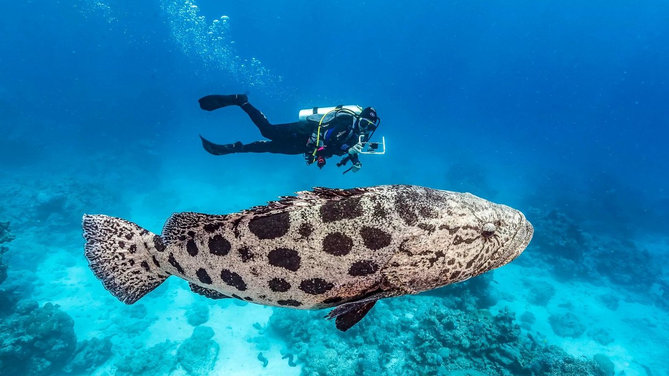 Diver with a potato cod at Cod Hole, Ribbon Reefs.