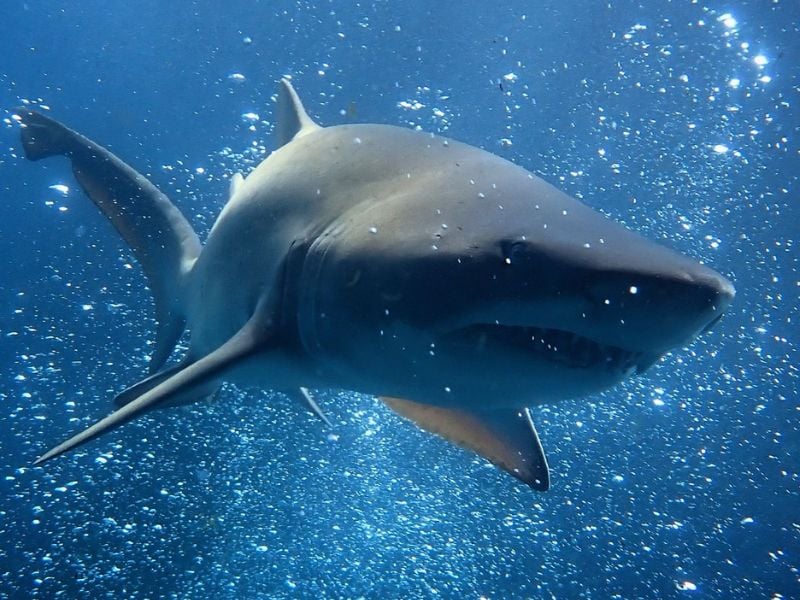 Grey Burse Shark
