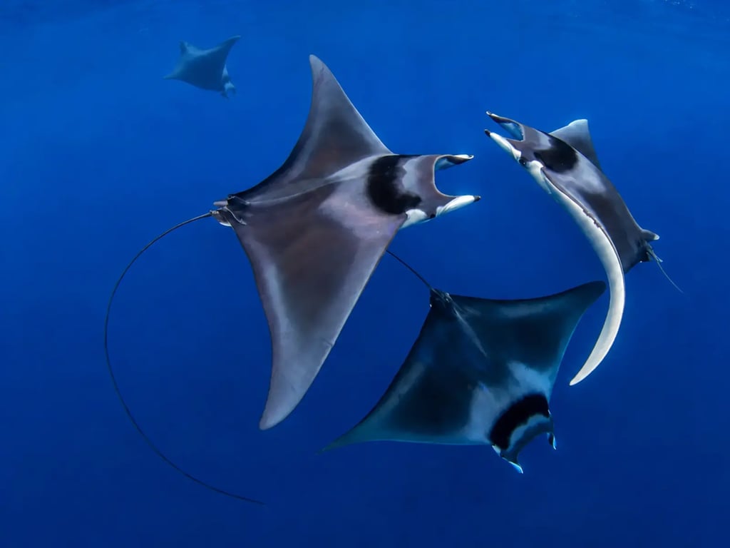 Four spinetail devil rays swimming together in clear blue water