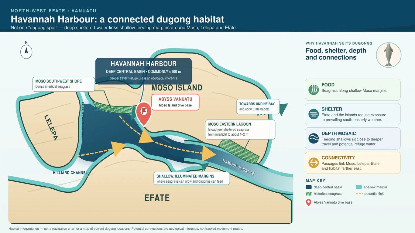 Interpretive habitat map of Havannah Harbour showing Moso, Lelepa and Efate, shallow margins, a deep basin, seagrass areas, connecting passages and the Abyss Vanuatu dive base