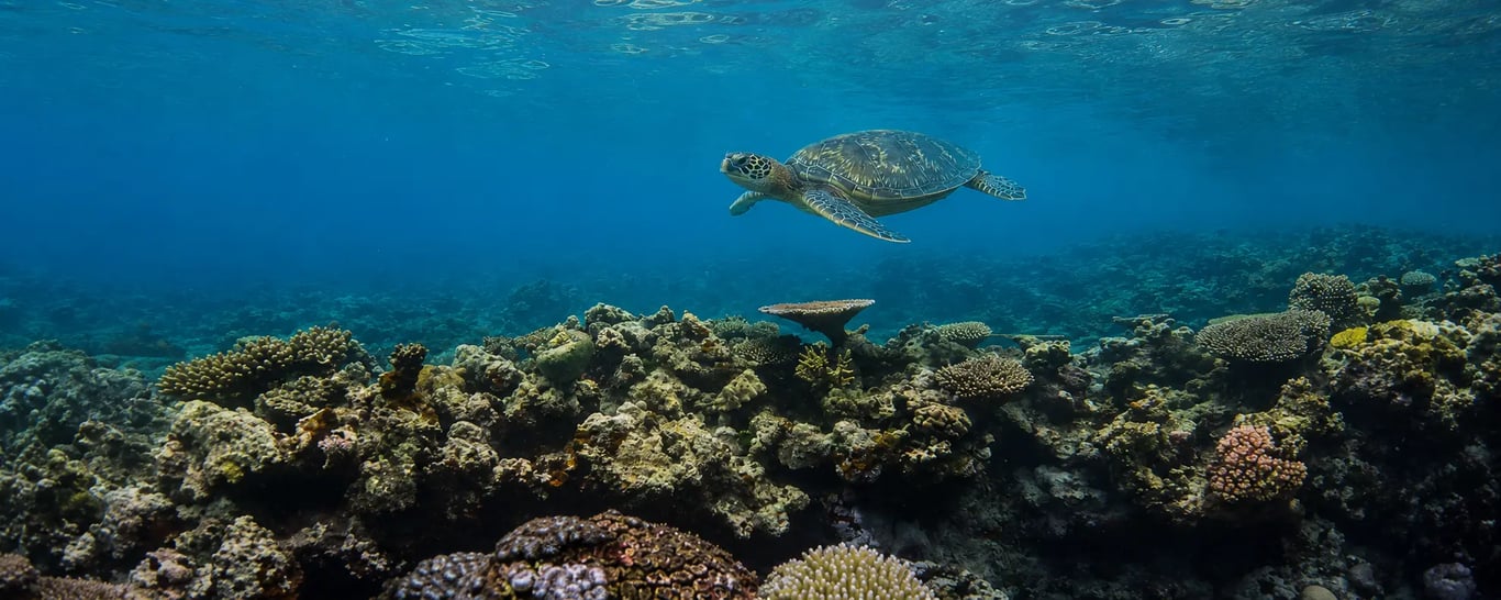 Green sea turtle swimming above a tropical Vanuatu coral reef