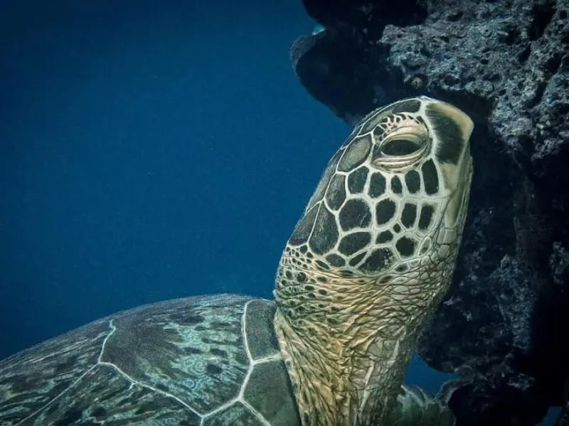 Sea turtle resting on a Vanuatu reef